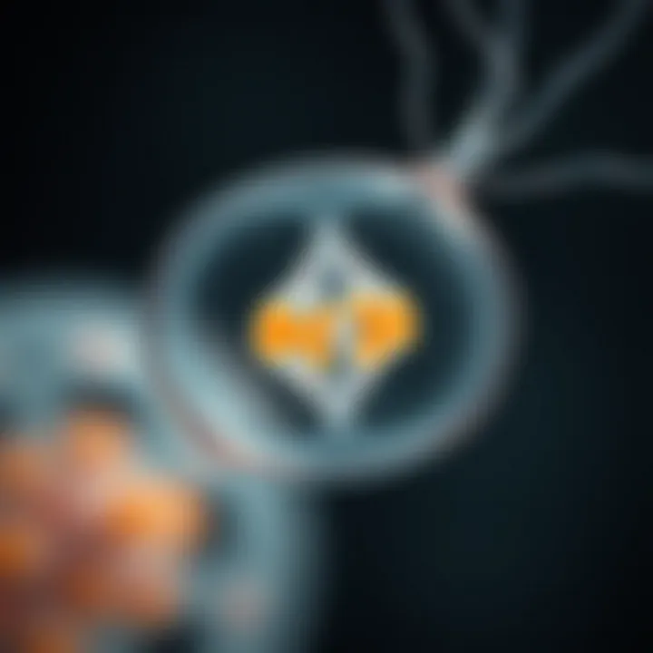 Single-celled protozoan splitting into two separate organisms