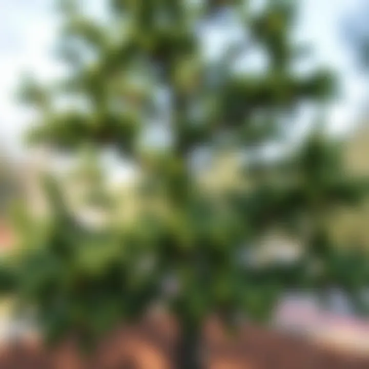 Visualization of binary search tree traversal methods showing in-order, pre-order, and post-order sequences